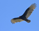 Thumbnail image for Air is thick but sensitive
