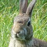 Thumbnail image for The rabbit knows he’s delicious