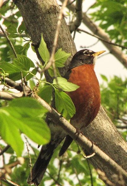 robin-poem-atop-the-trees-by-rob-hueniken robin-poem-atop-the-trees-by-rob-hueniken