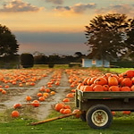 pumpkin_field_with_wagon